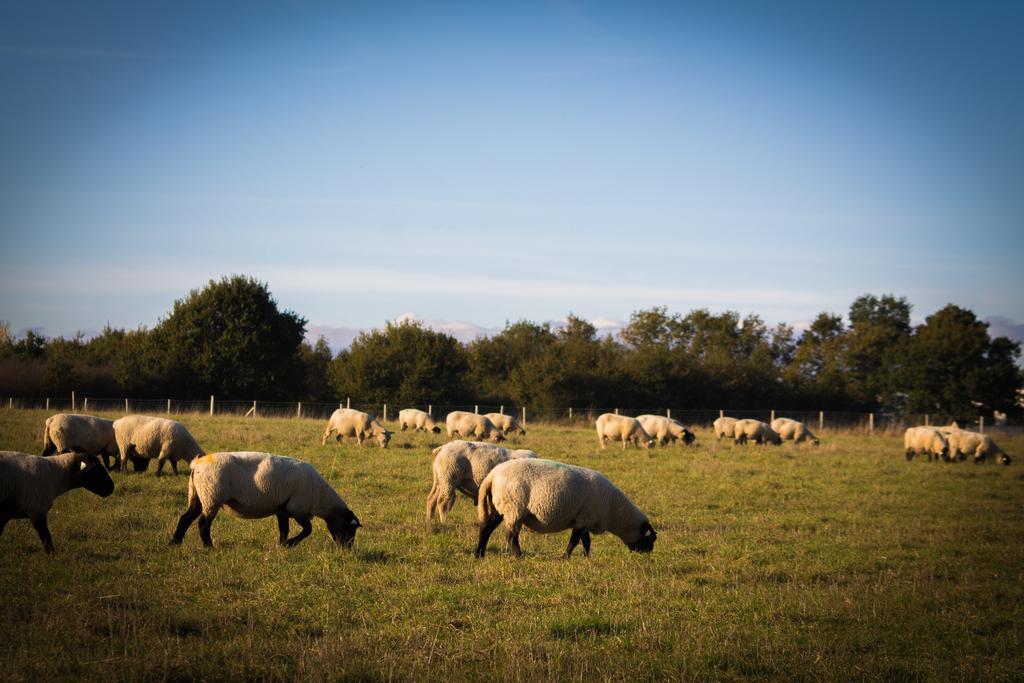 La Ferme Du Vincin Bed & Breakfast Vannes Dış mekan fotoğraf